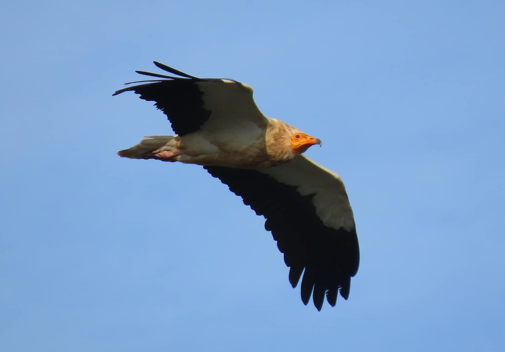 aves