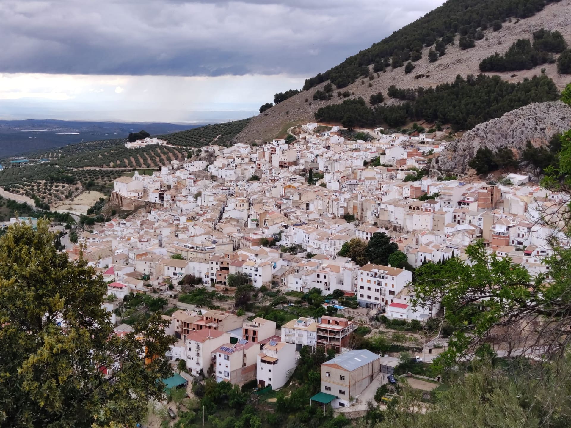 arenaria