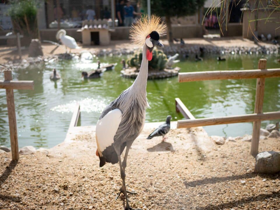 zoologico